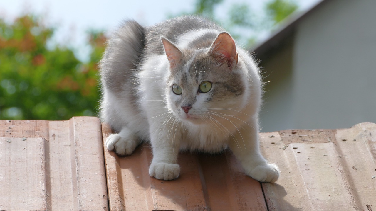 猫咪如何成为城市的守护者