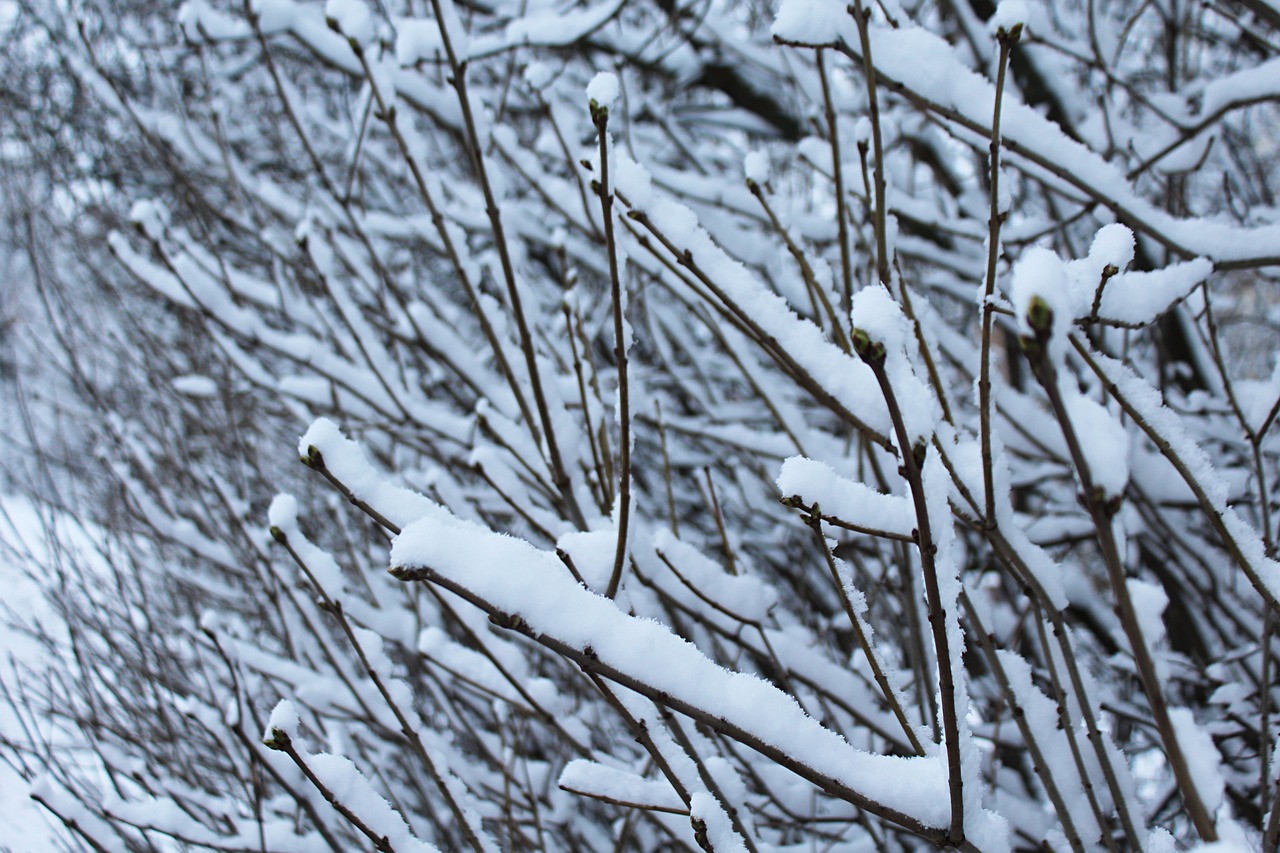 西岭雪山免门票，冬季滑雪圣地等你来打卡