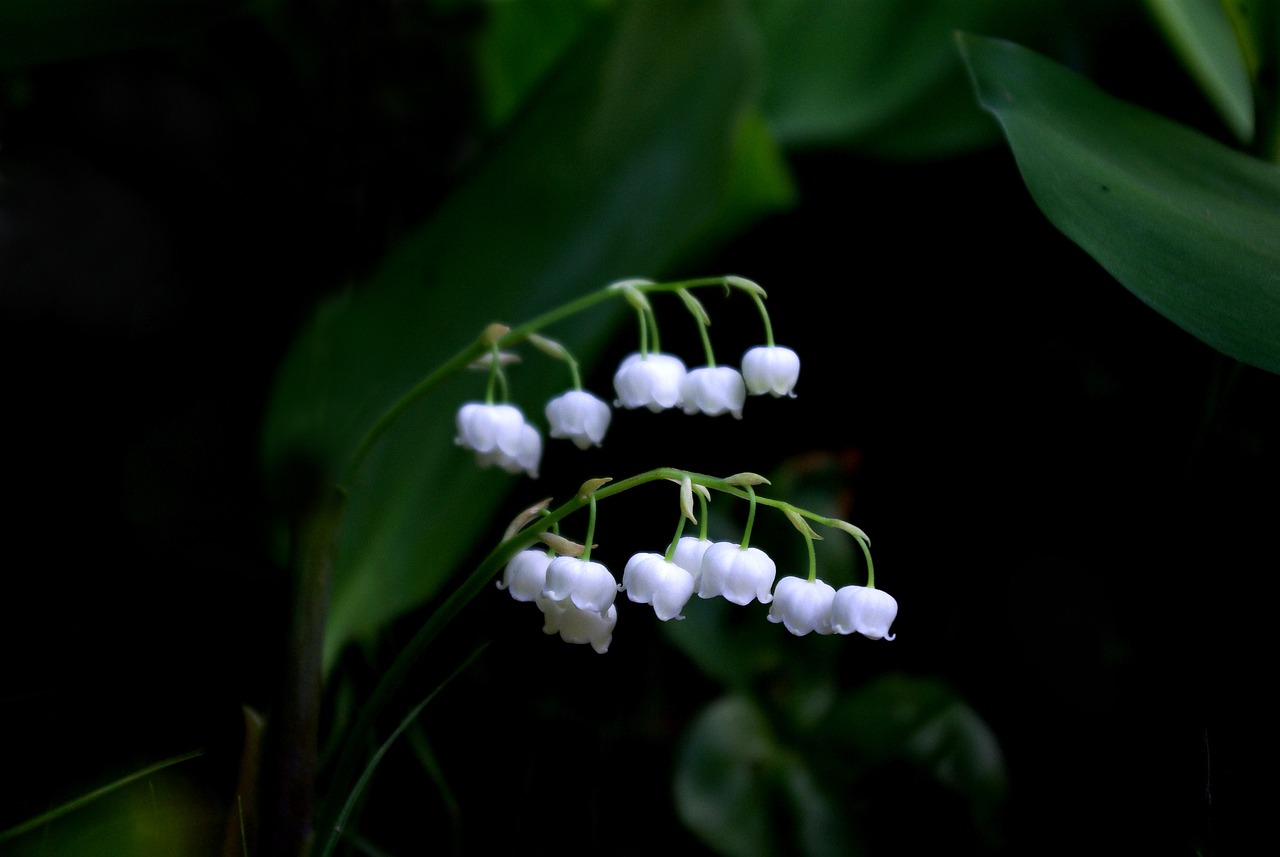 常见室内花卉